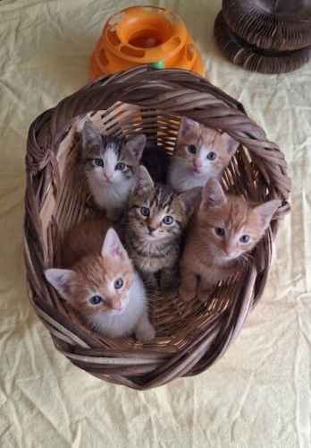 40 günlük yavrular fotoğraf