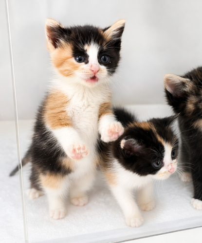 Ücretsiz sahiplenme pofidik yavru kardeşler acil yuva fotoğraf