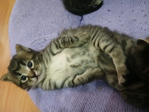 Bebişlere 40-45 günlük olduklarında sıcak yuva aranıyor fotoğraf