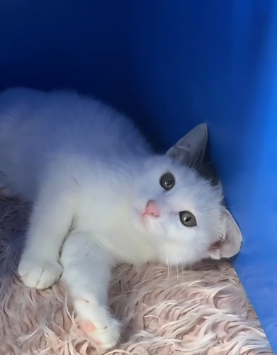 Acil yuva aranıyor fotoğraf