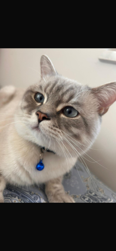 Buluta yeni aile arıyoruz fotoğraf