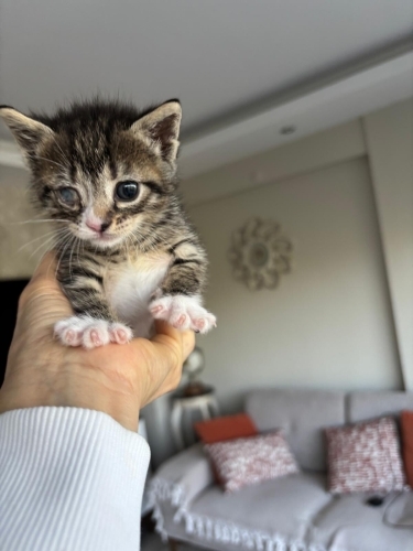 Tek gözü kör sevgi delisi bebek. fotoğraf