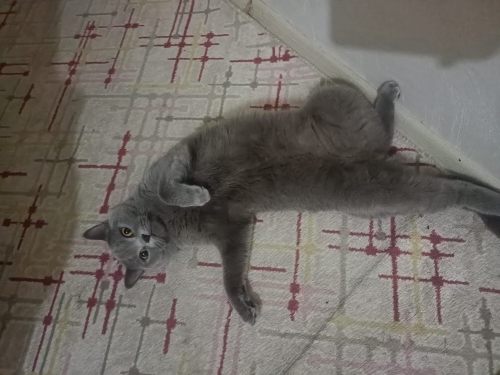 Minnoş bir ev kedisi fotoğraf