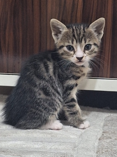 Miniğe ev arıyoruz fotoğraf