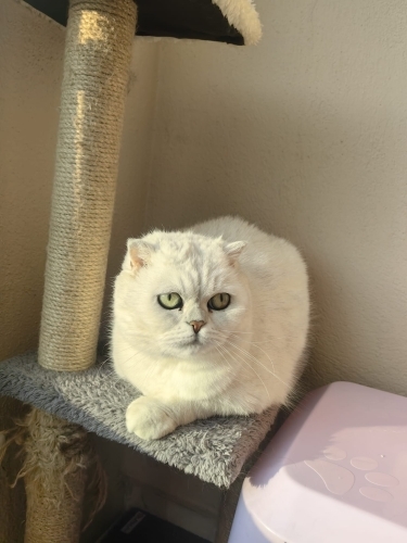 Saf kan, 4 yaşında. Kısır, Çipi ve aşıları var. fotoğraf