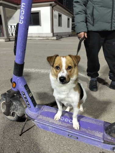 Bu Enerjiye Ayak Uydurabilecek Ailesini Arıyor 💫 fotoğraf