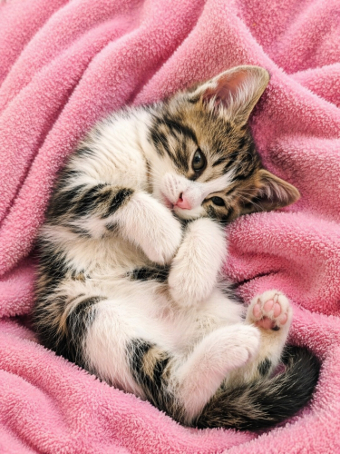 Ücretsiz sahiplenme pofidik yavru kardeşler acil yuva fotoğraf