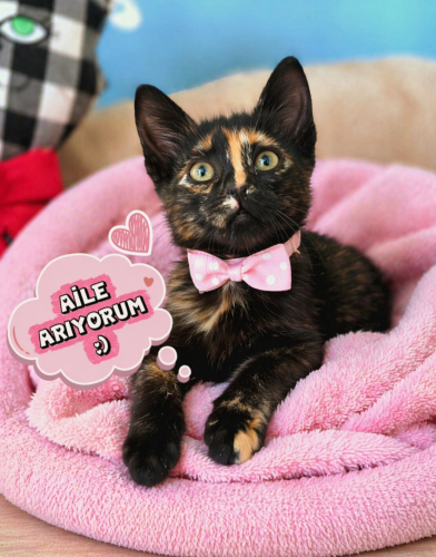 Ücretsiz sahiplenme pofidik kaliko şans irk yavru fotoğraf