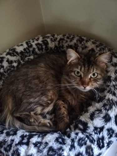 Sokakta bulundu fotoğraf