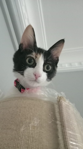 Acil yuva arıyoruz fotoğraf