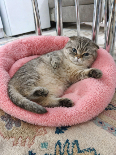 Ücretsiz sahiplenme Marshall scottish fold fotoğraf