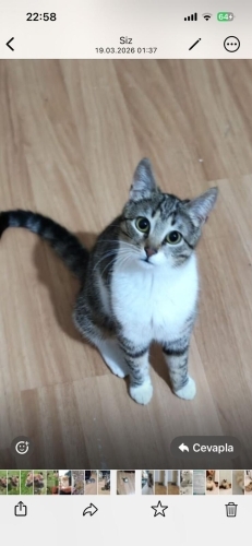 Acil yuva arıyoruz fotoğraf