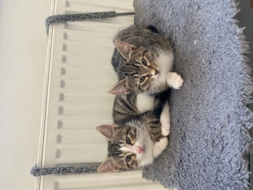 2 kardeş 1 dişi 1 erkek oyuncul temas sever fotoğraf