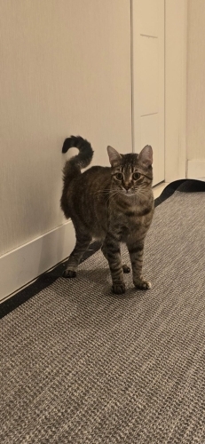 Bir araba kazası geçirdi ve iki ameliyat oldu; resmen ölümden döndü." fotoğraf