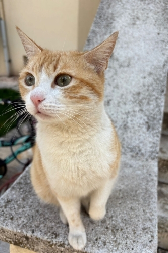 ORALET YUVA ARIYOR fotoğraf