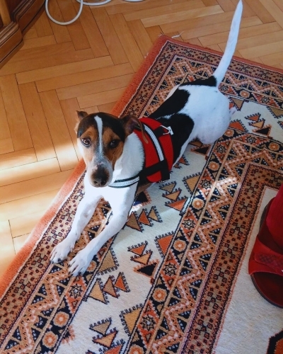 Oreo Yuva Arıyor ✨ fotoğraf