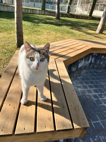 ÖKSÜZ YUVA ARIYOR fotoğraf