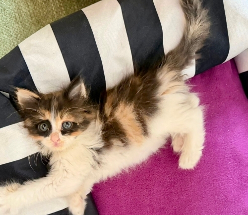 ÜCRETSİZ BARINAK MİNNOŞLARI SAHİPLENDİRME fotoğraf