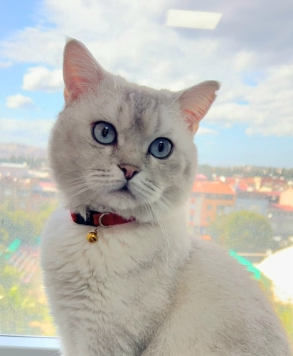 Ücretsiz sahiplenme British kedi acil yuva lütfen okuyun şartlarimizi fotoğraf