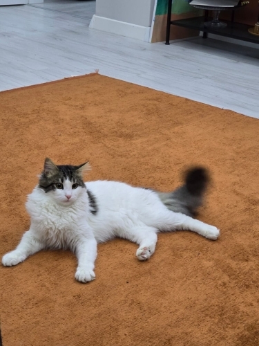 Yeni Yuvasını Arayan Minik Dostumuz fotoğraf