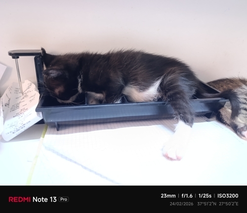 Çok oyuncu çok şaşkın çok eğlenceli bi tosun fotoğraf