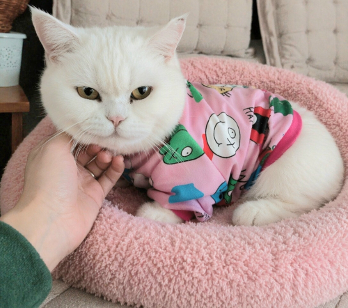 Ücretsiz sahiplenme Mia fotoğraf