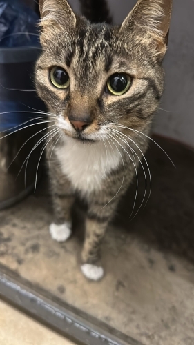 KONUŞKAN VALE KEDİ ARABALARINIZI UZMANLIKLA YER GÖSTERİR fotoğraf