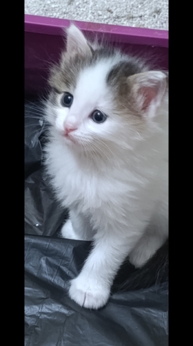 Dört tonton yavru fotoğraf