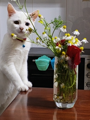 Asilimıze yuva arıyoruz fotoğraf