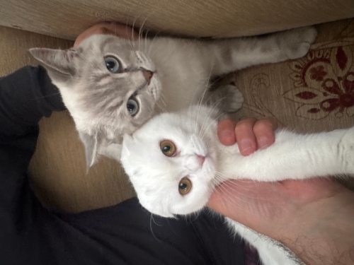 Çok cana yakın oyuncu fotoğraf