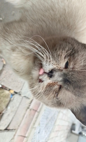 Sokağa atılmış bir can fotoğraf