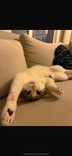 Kesinlikle ücretsiz Uysal sevecen tatlı kedimiz fotoğraf