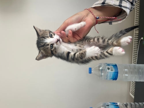 ADANA ACİLLLLL SAHİPLENDİRMEM LAZIMMMM fotoğraf