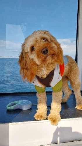 ÖMÜRLÜK YUVA ARIYOR fotoğraf