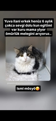 Cok uysal cok oyuncu sevgi dolu fotoğraf