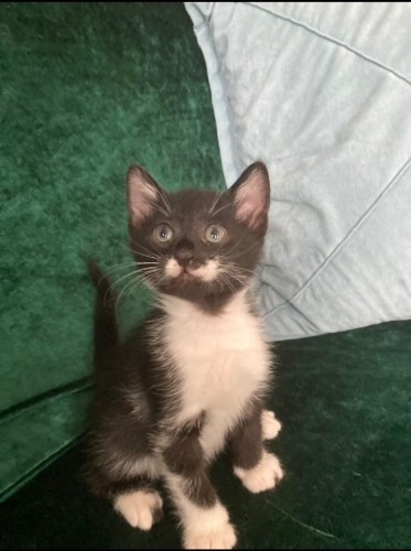 Acil yuva aranıyor fotoğraf