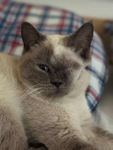 DİŞİ KISIR TEK GÖZÜ ENGELLİ ÖMÜRLÜK YUVA fotoğraf