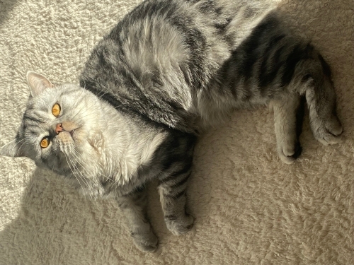 Ücretsiz Sahiplendirme fotoğraf