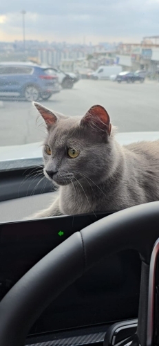 7 aylık erkek ÖMÜRLÜK YUVA fotoğraf