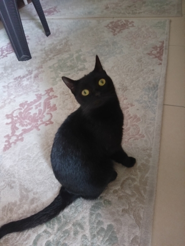 İnanılmaz sevecen çook akıllı fotoğraf