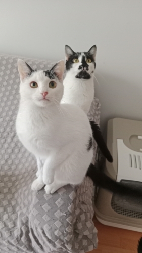 8 aylık iki kardeş tek tek ya da birlikte yuva ariyor fotoğraf