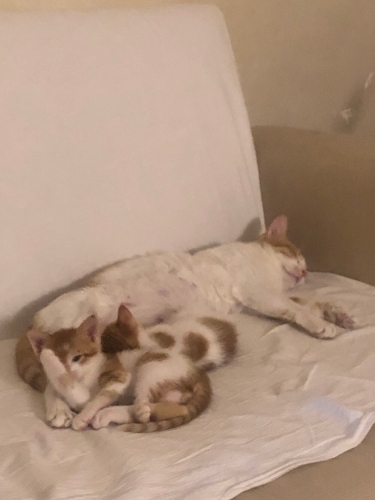 İki Sarman Kardeş - 7 Haftalık fotoğraf