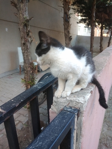 Sırnaşık Sokak Kedisi fotoğraf