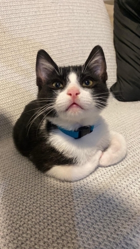 Çakıl için güzel bir yuva fotoğraf