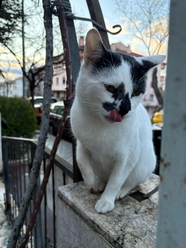 OSMAN YUVASINI ARIYOR fotoğraf