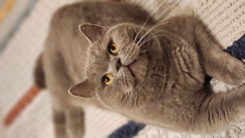 Kısır, tüm aşıları tam, sağlıklı ve sakin kedi fotoğraf