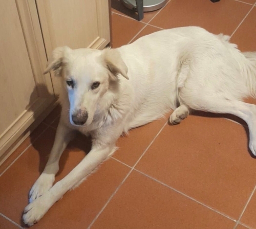 2 Yaşında Erkek Kısır pasaportlu çipli labrador golden mix çok uysal uyumlu fotoğraf