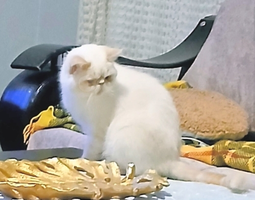 Irkının en akıllısı ve sıcak kanlı Cana yakın bir kız fotoğraf