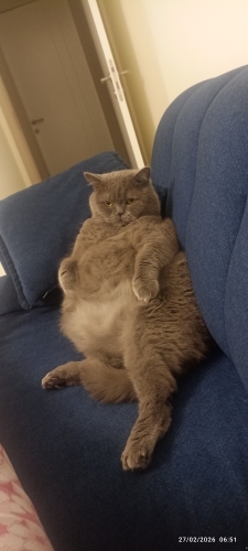 Sakin uysal İstanbul içi sahiplendirme fotoğraf