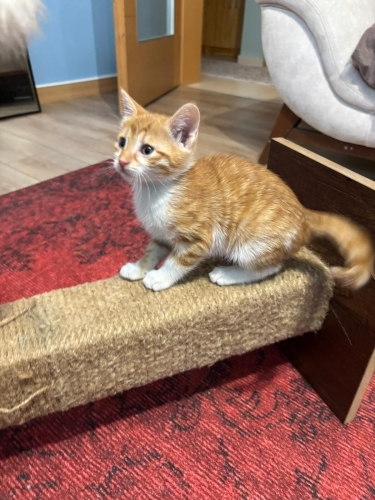 Nadir dişi sarman olan lila kız ömürlük yuvasını arıyor fotoğraf